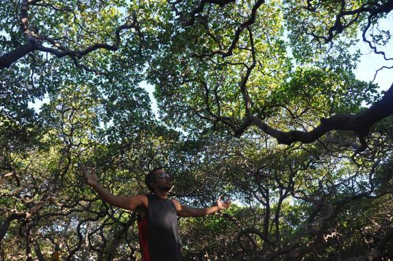 Venerando o maior cajueiro do mundo, em Pirangi - RN